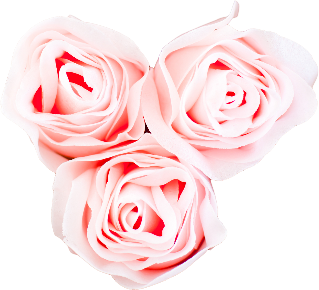 Three Pink Cutout Roses Isolated On Transparent Background - Download Free Stock Images Pikwizard.com