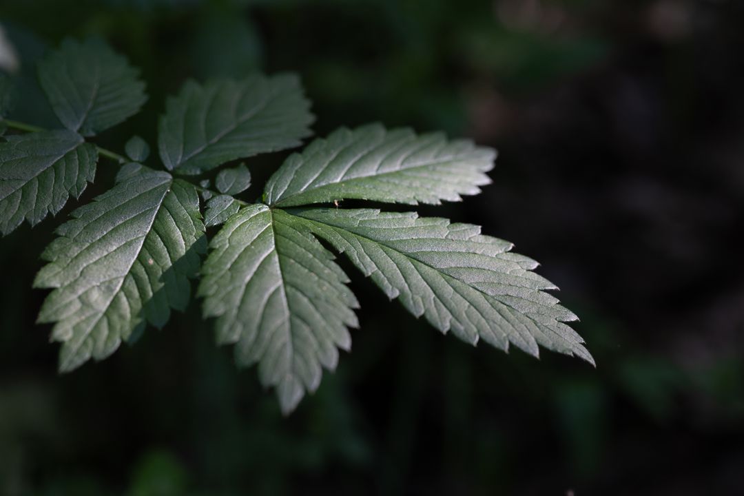 Close-up of Lush Green Leaves with Sunlight