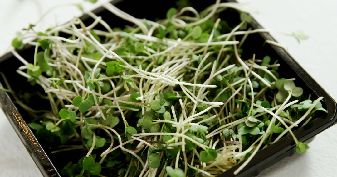 A container holds a bunch of fresh microgreens, showcasing their delicate stems and tiny leaves - Free Images, Stock Photos and Pictures on Pikwizard.com