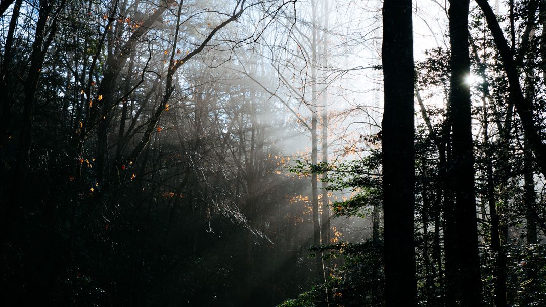 Misty Forest with Sunbeams Filtering Through Trees - Free Images, Stock Photos and Pictures on Pikwizard.com