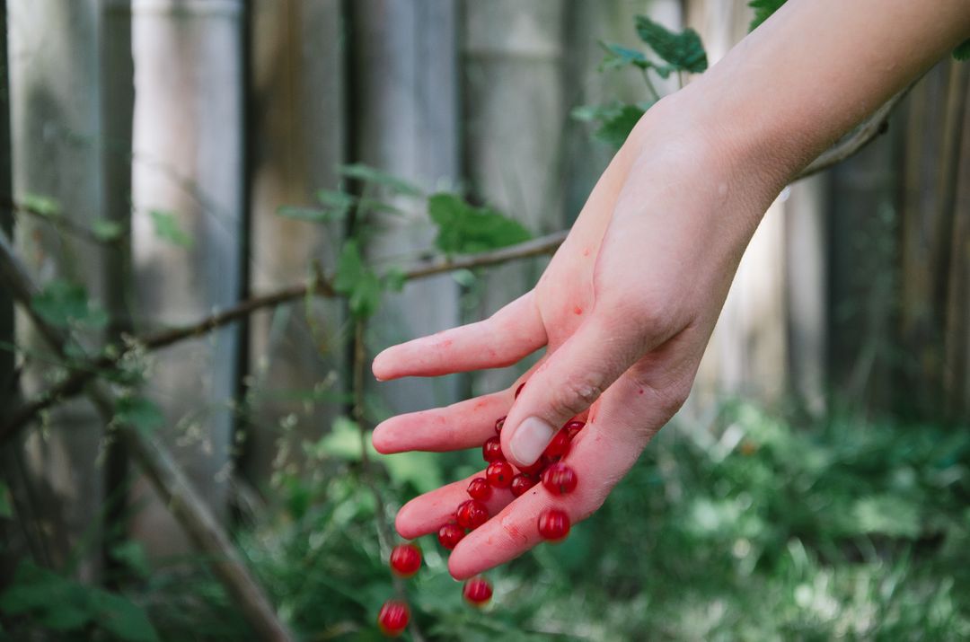 Hand Holding Red Berries in Garden - Free Images, Stock Photos and Pictures on Pikwizard.com