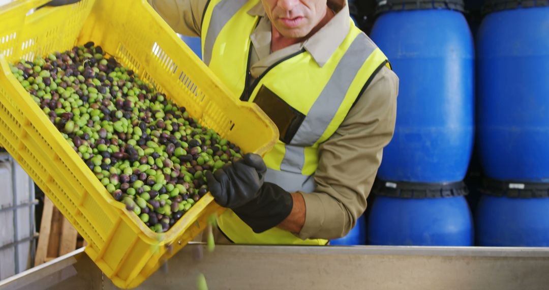 Worker Ensuring Quality of Olives in Industrial Setup - Free Images, Stock Photos and Pictures on Pikwizard.com