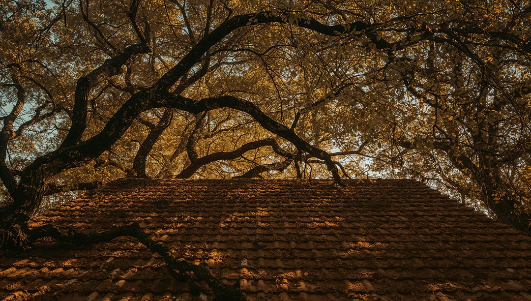 Rustic Weathered Roof Under Tree Canopy with Golden Leaves