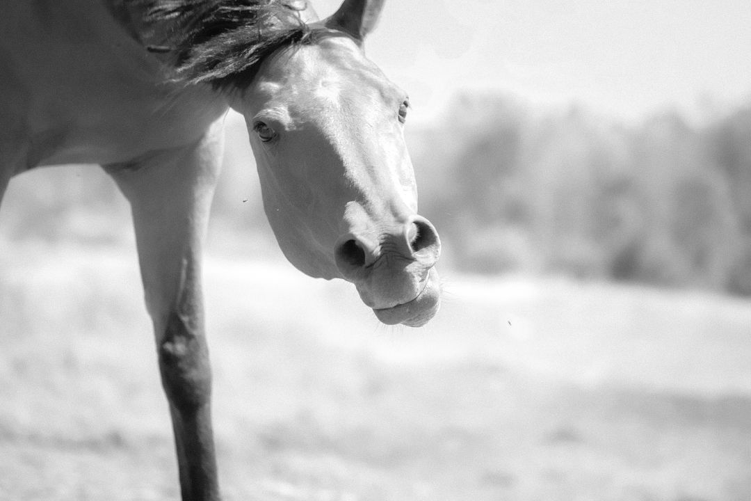 Curious funny horses in motion black and white