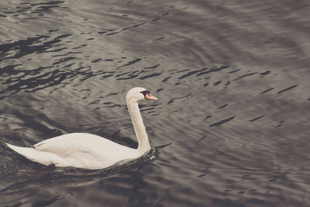 Graceful Swan Swimming in Calm Waters - Free Images, Stock Photos and Pictures on Pikwizard.com
