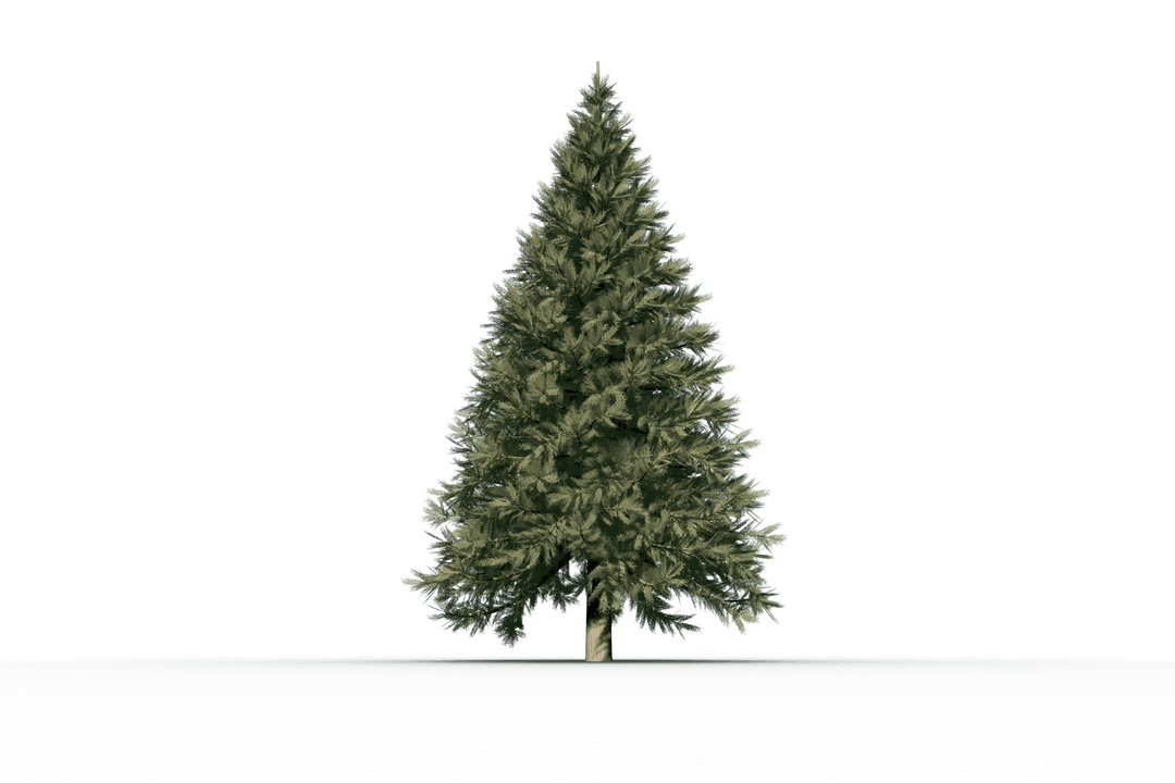 Festive Evergreen Christmas Tree on Transparent Background