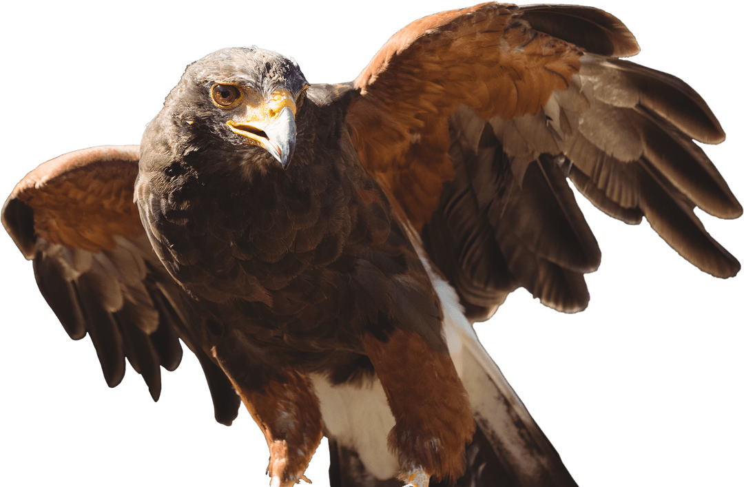 Majestic Brown Eagle with Spread Wings on Transparent Background