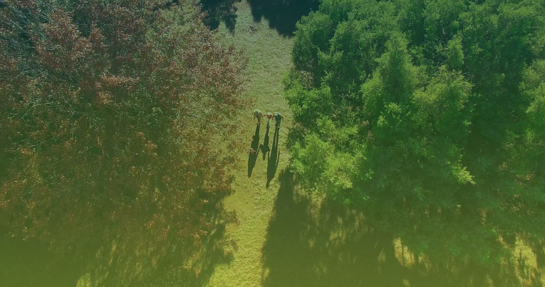 Aerial View of Family Strolling in Lush Park Pathway