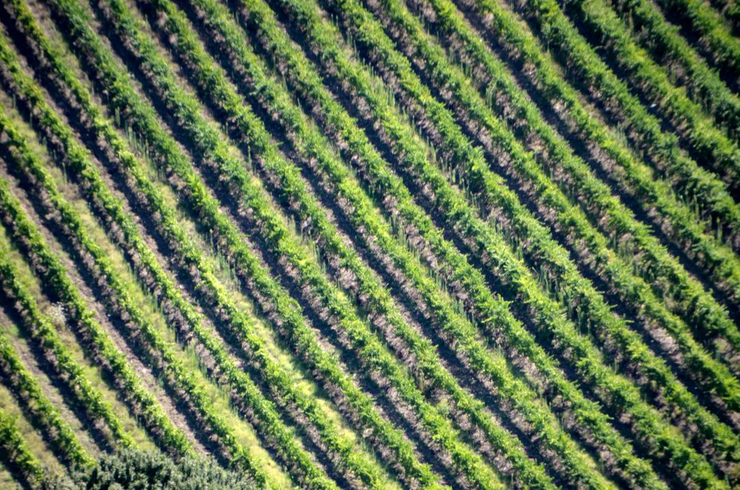 Aerial View of Vibrant Vineyard with Neatly Aligned Rows - Free Images, Stock Photos and Pictures on Pikwizard.com