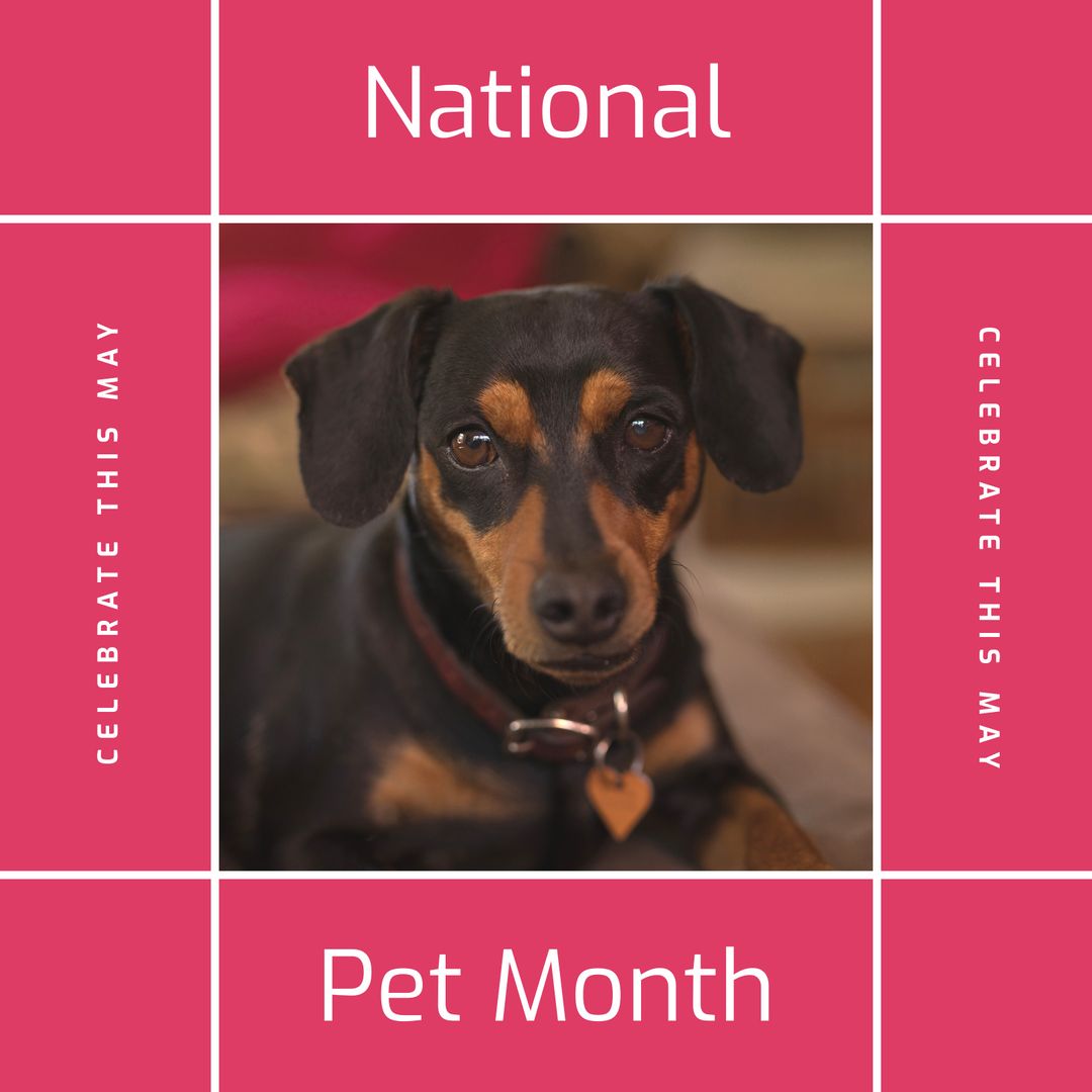 Adorable Dachshund Puppy Celebrating National Pet Month in May - Download Free Stock Templates Pikwizard.com