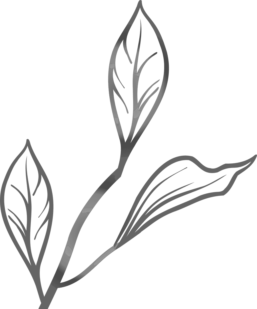 Minimalist Botanical Branch on Transparent Background