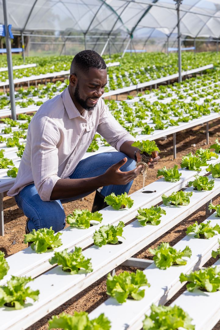 Man Inspecting Lettuce Seedlings in Sustainable Hydroponic Farm