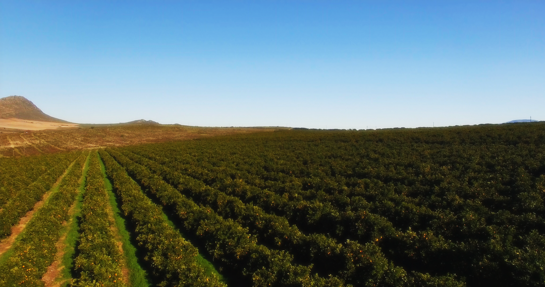 Transparent Scenic View of Fertile Agricultural Land Against Clear Sky - Download Free Stock Images Pikwizard.com