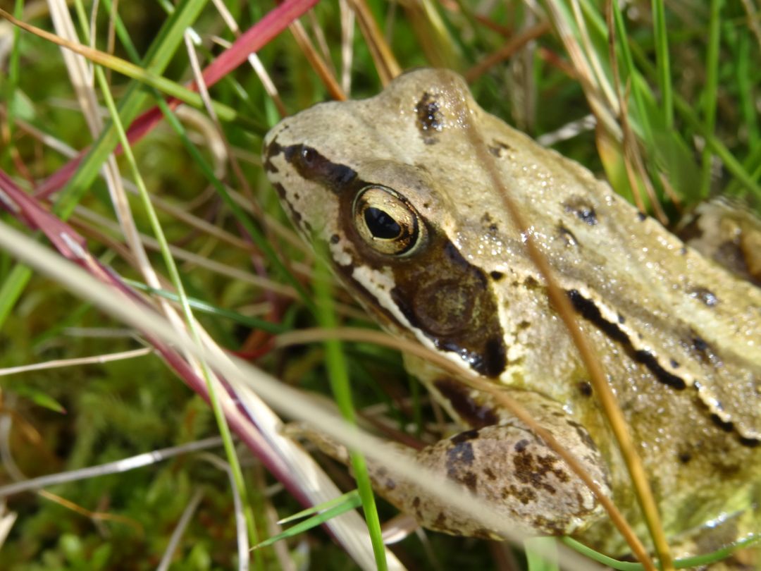 Close-Up of Camouflaged Frog in Natural Habitat with Grass Blades - Free Images, Stock Photos and Pictures on Pikwizard.com