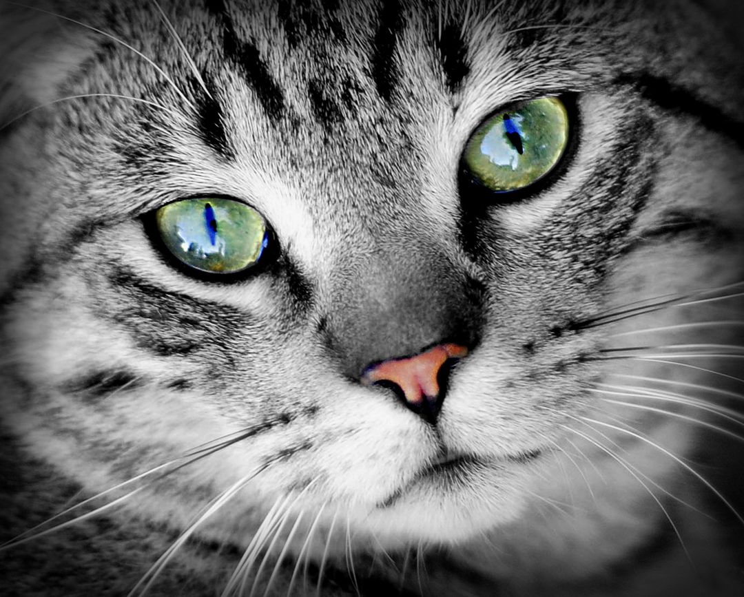 Close-Up of a Tabby Cat with Green Eyes and Pink Nose - Free Images, Stock Photos and Pictures on Pikwizard.com