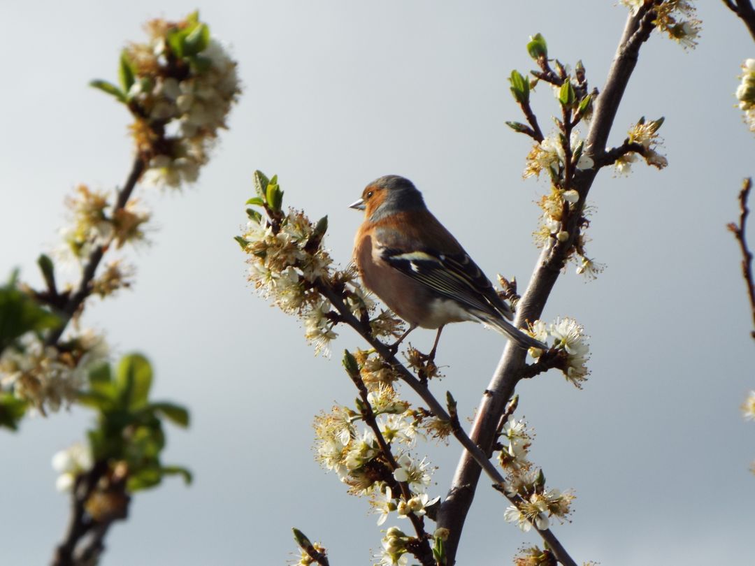 Chaffinch Perching on Blossoming Branch in Springtime - Free Images, Stock Photos and Pictures on Pikwizard.com
