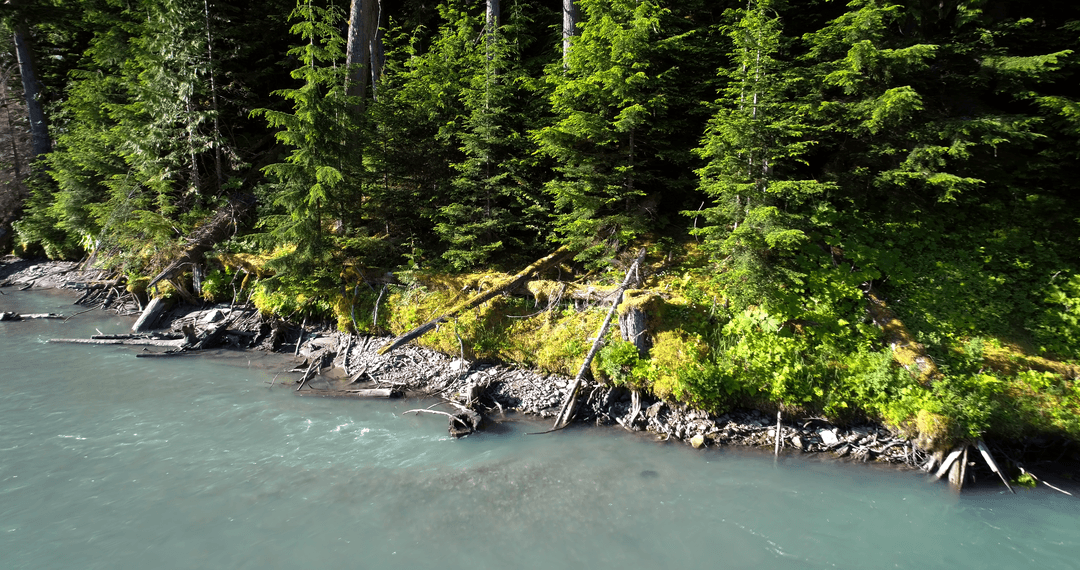 Transparent Blue Lake and Dense Forest with Lush Green Foliage