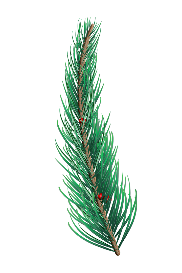 Green Transparent Fir Tree Branch Illustration for Festive Decoration