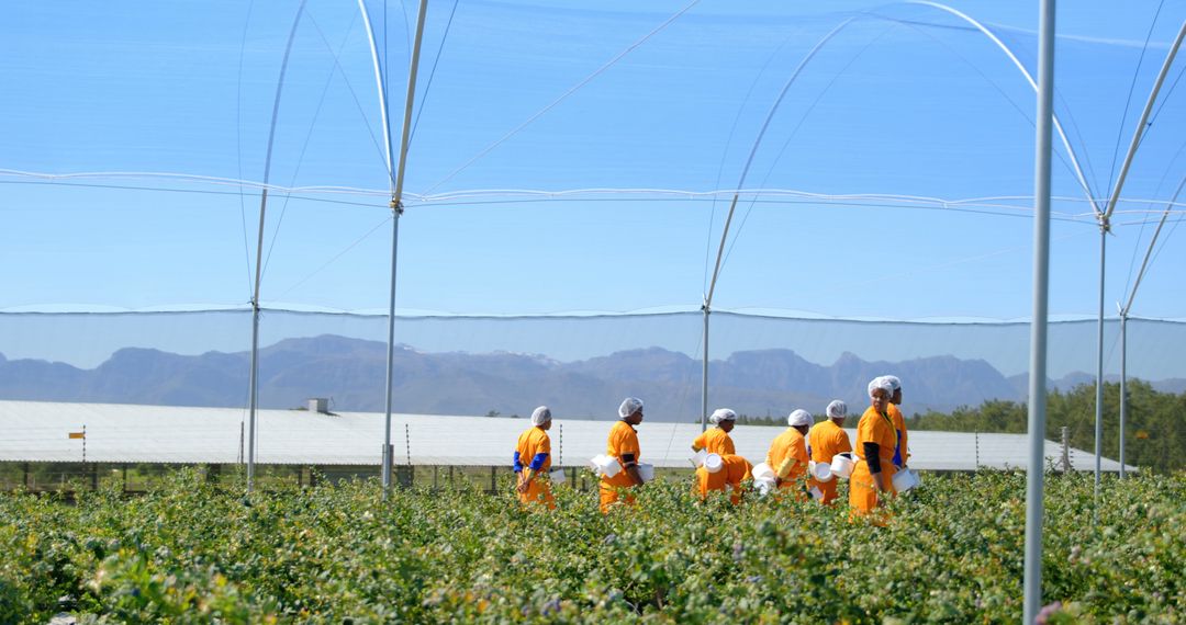 Workers Picking Blueberries at Farm Under Clear Sky