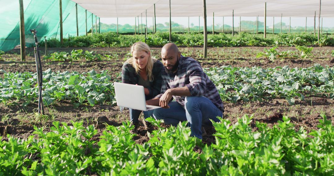 Two Farmers Checking Data on Laptop in Vegetable Field - Free Images, Stock Photos and Pictures on Pikwizard.com