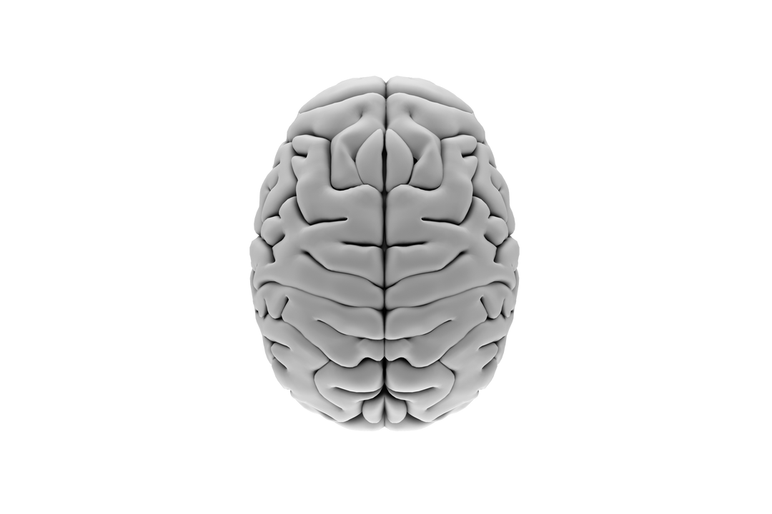 Transparent PNG Illustration of Gray Human Brain Vector Image - Download Free Stock Images Pikwizard.com