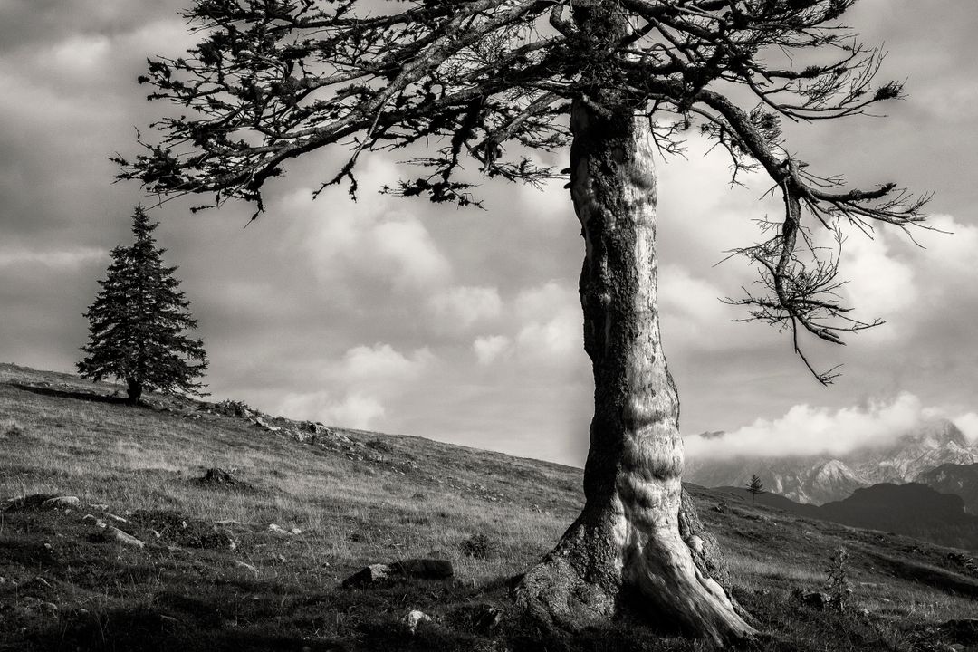 Barren Lone Tree in Rugged Mountain Landscape, Black and White Nature Scene - Free Images, Stock Photos and Pictures on Pikwizard.com