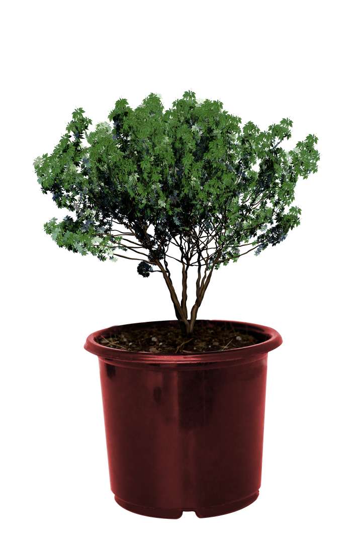 Green Plant in Red Pot on Transparent Background Isolated Nature - Download Free Stock Images Pikwizard.com