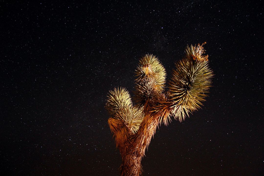Joshua Tree Under Starry Night Sky in Desert
