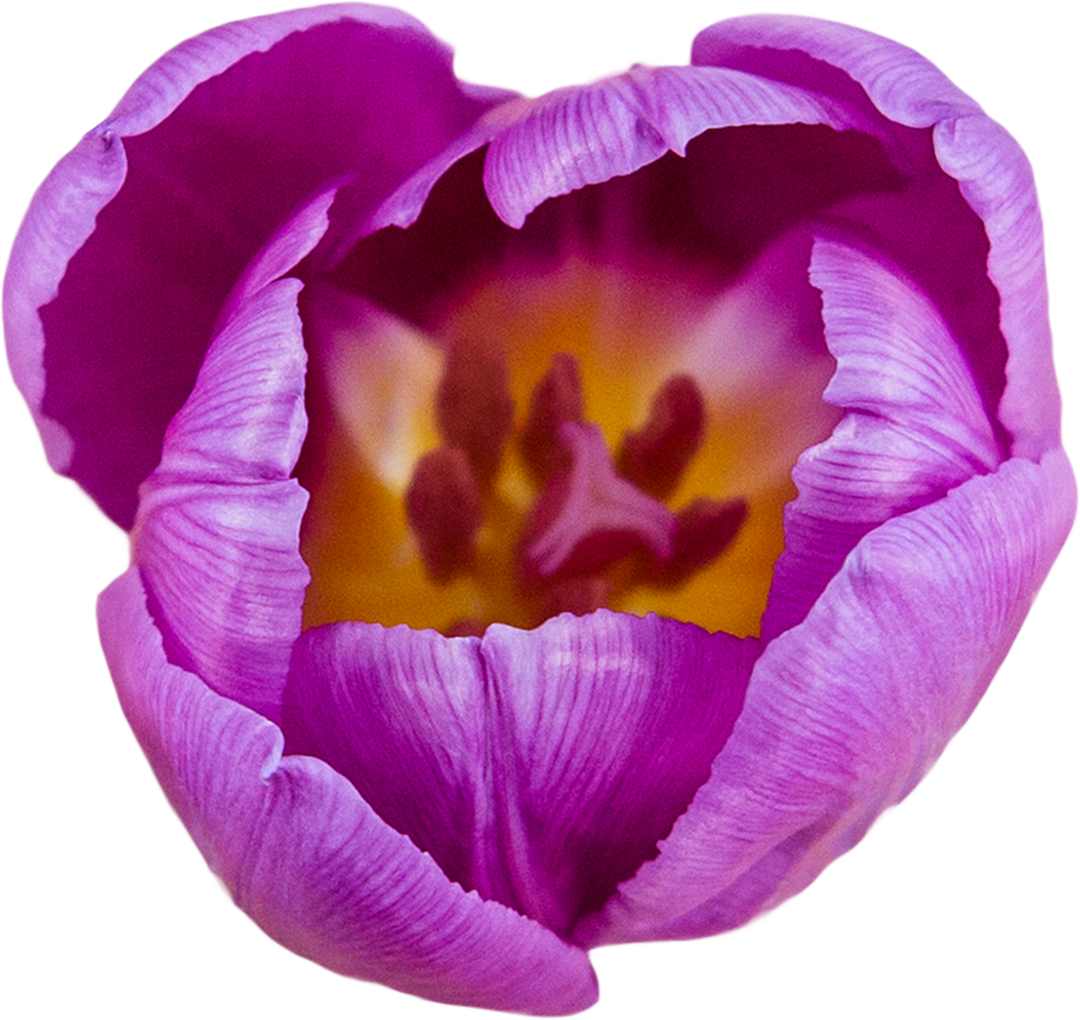 Close-Up of Delicate Pink Tulip on Transparent Background - Download Free Stock Images Pikwizard.com