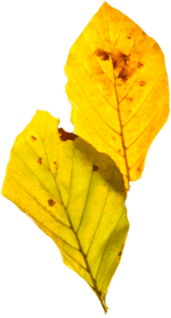 Yellow Autumn Leaves Isolated on Transparent Background