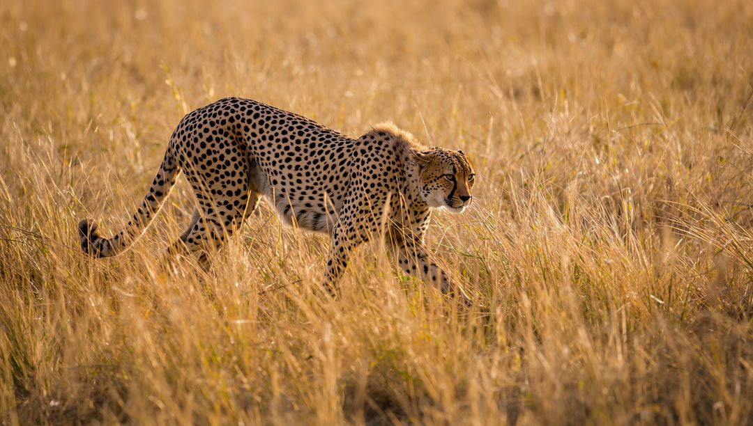 Cheetah Stealthily Walking Through Golden Savannah Grass