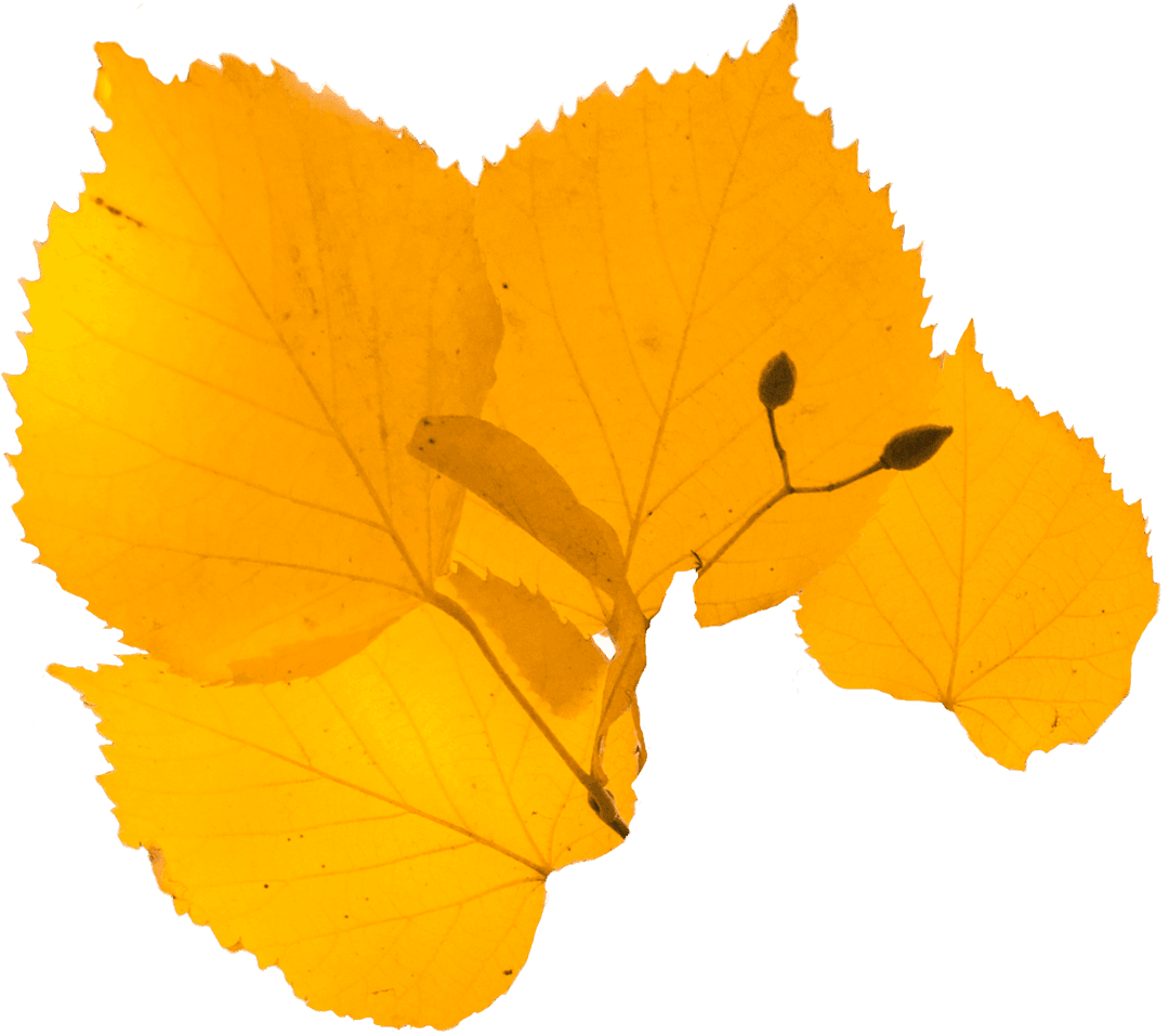 Yellow Autumn Leaves on Transparent Background