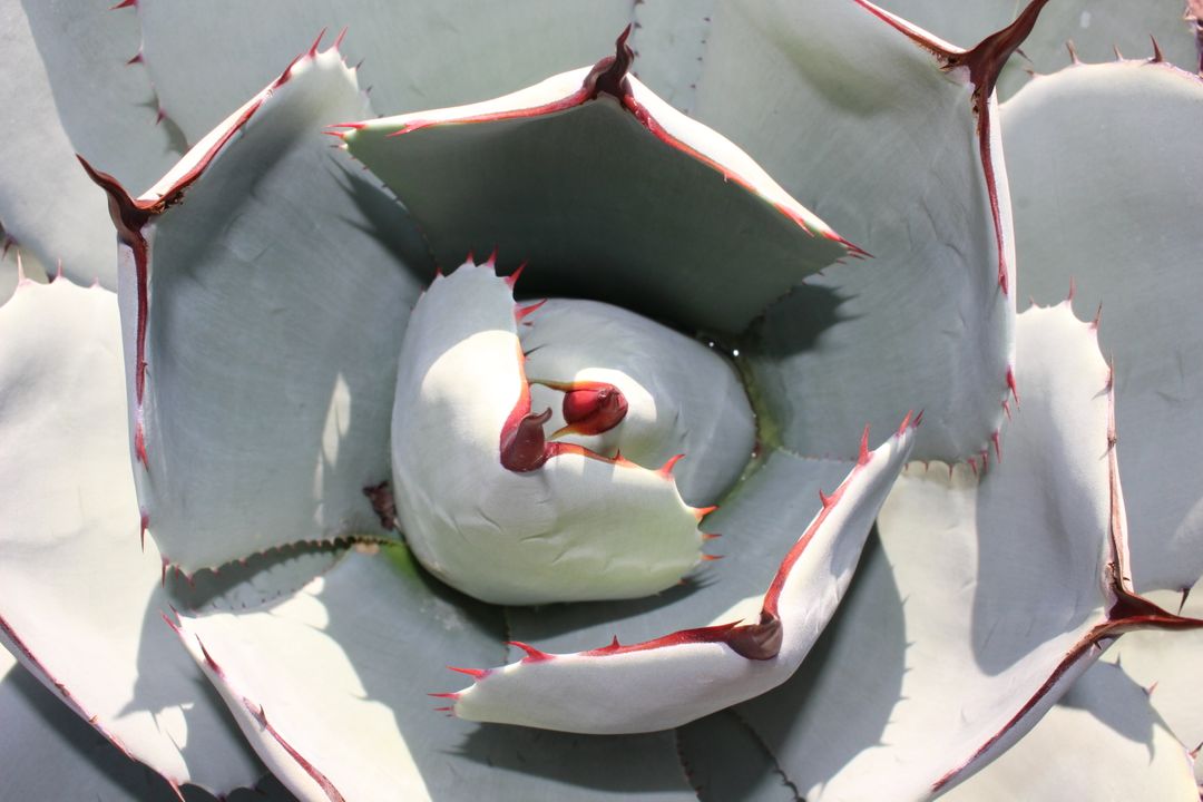 Close-Up of Agave Plant with Red Edged Leaves - Free Images, Stock Photos and Pictures on Pikwizard.com