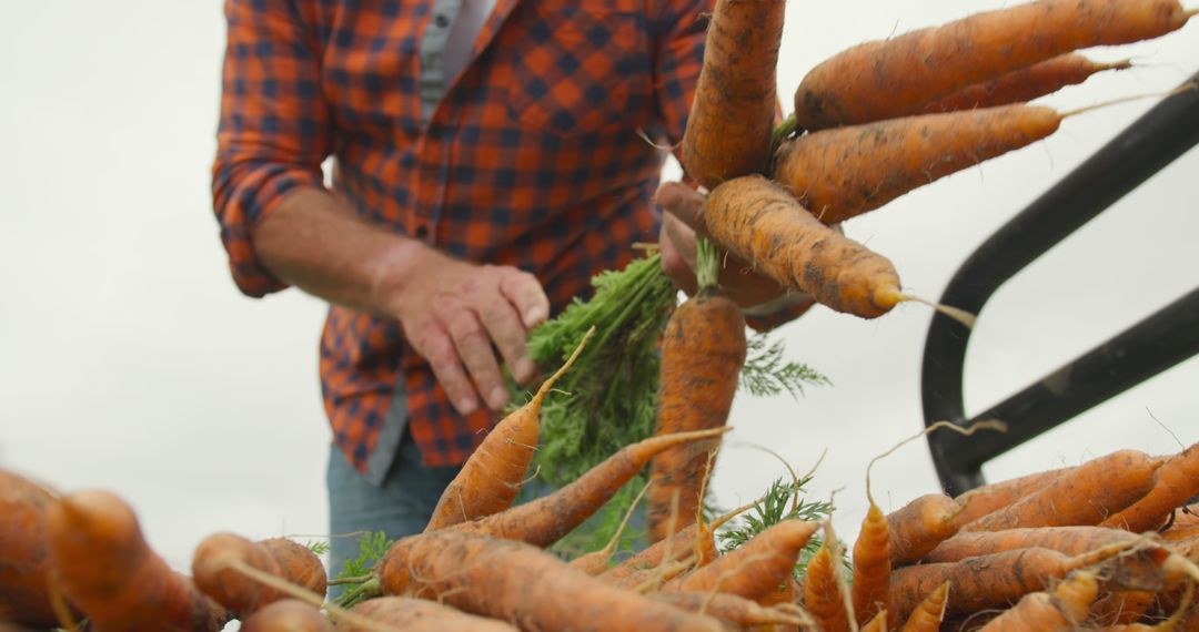 Farmer Harvesting Fresh Carrots Wearing Plaid Shirt on Farm - Free Images, Stock Photos and Pictures on Pikwizard.com