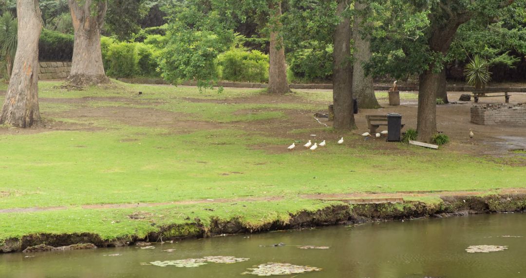 Peaceful Park Landscape with Ducks by Pond on Overcast Day - Free Images, Stock Photos and Pictures on Pikwizard.com