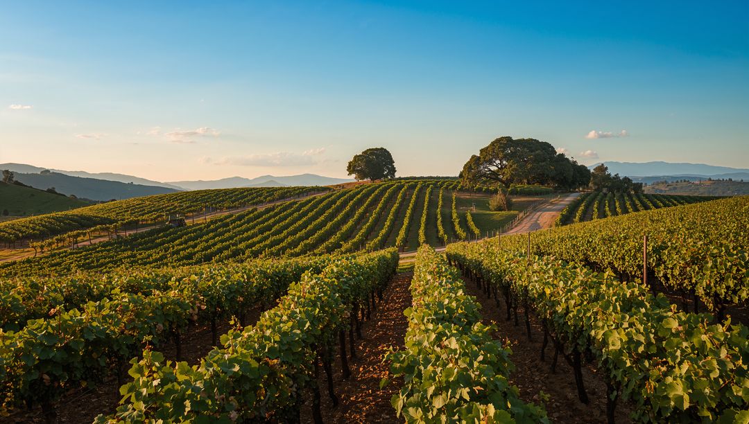 Sunlit Vineyard Horizon with Oak Trees Dominating Hill
