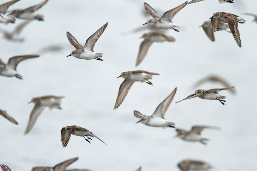 Flock of sandpipers flying in synchronized formation over calm gray sea during migration