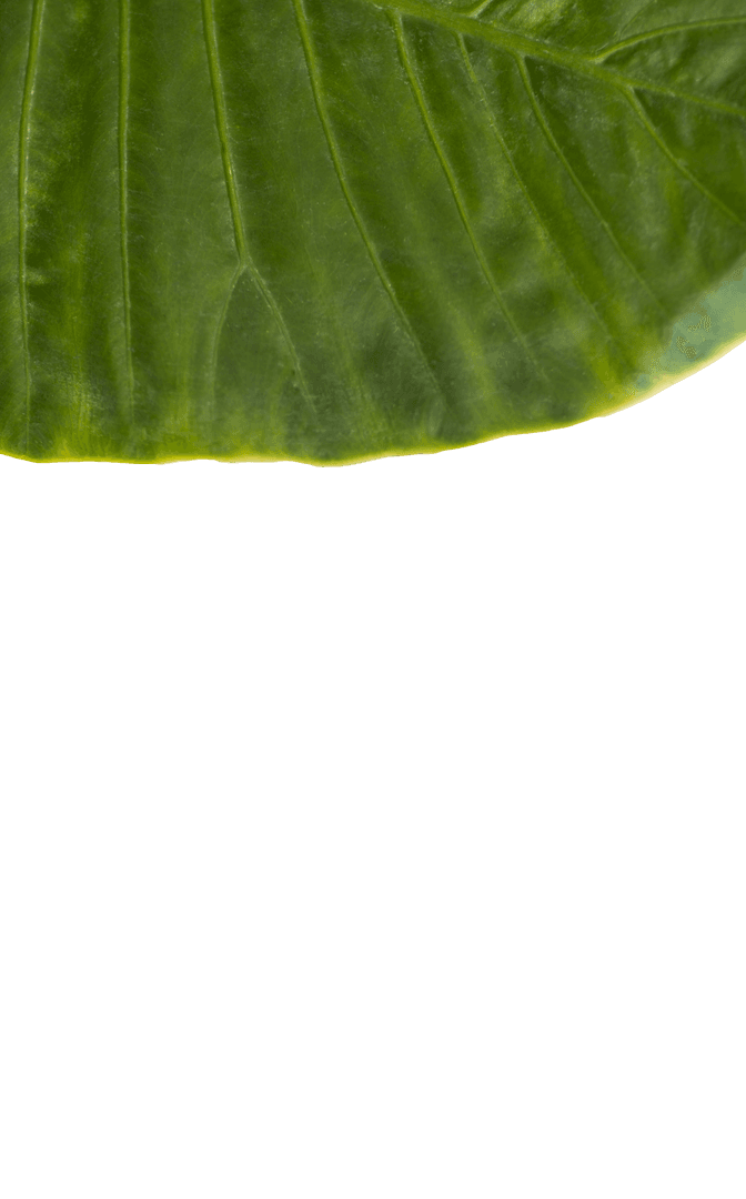 Transparent Leaf Veins, Close-Up Pattern with Organic Simplicity