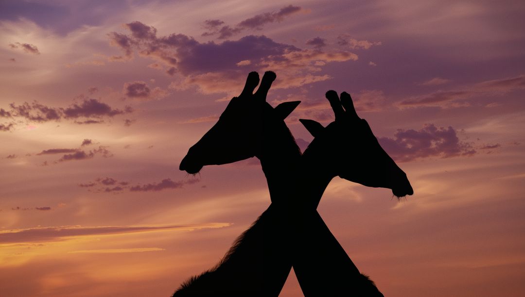 Giraffe silhouettes entwining necks at dusk in tranquil savanna