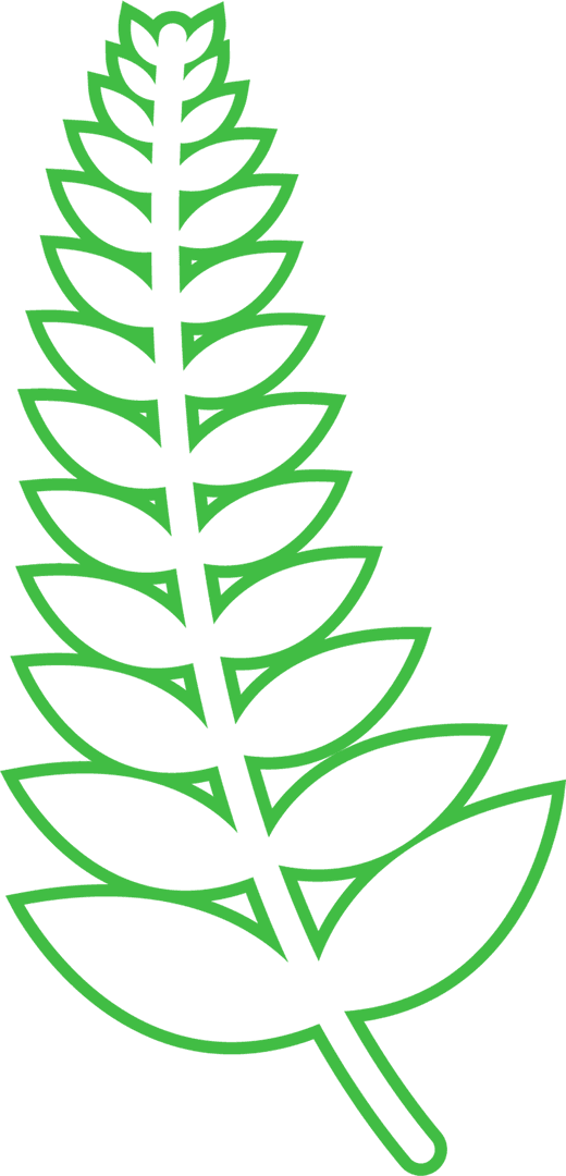 Transparent Green Leaf Fern Outline Illustration Vector