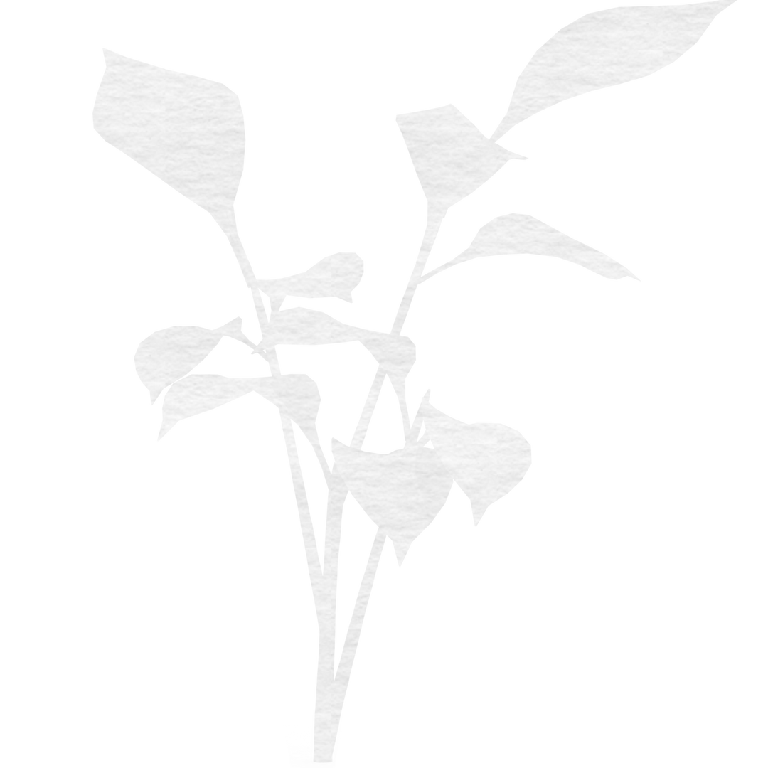 White Transparent Silhouette of Plant on Black Background - Download Free Stock Images Pikwizard.com