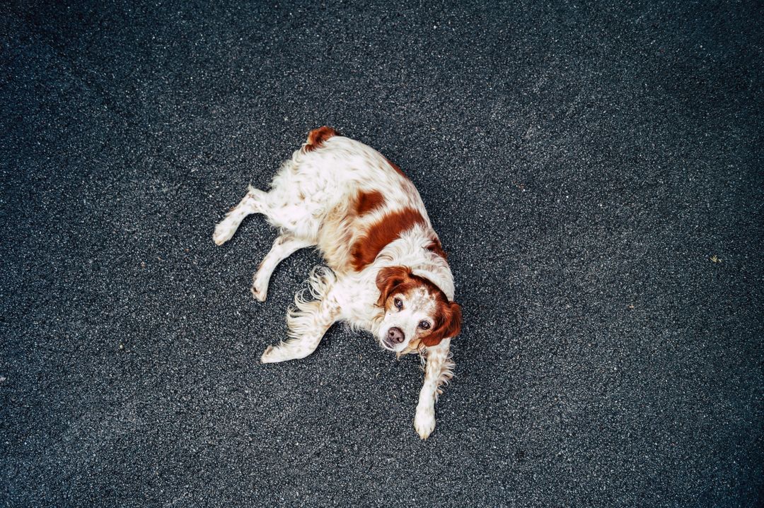 Aerial View of Dog Lying on Asphalt Street - Free Images, Stock Photos and Pictures on Pikwizard.com