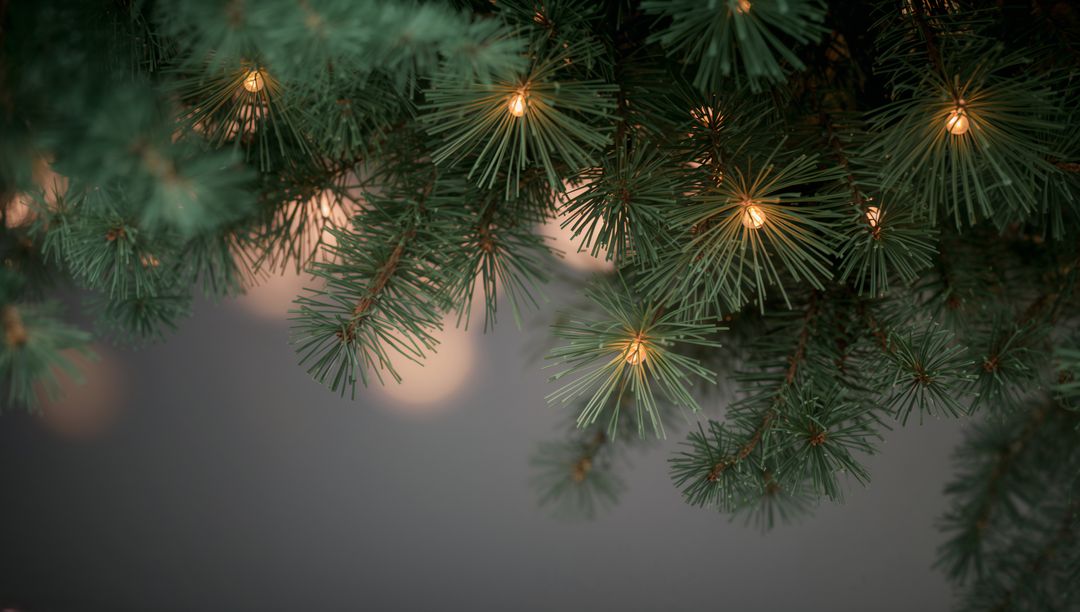Glowing evergreen branch with long needles and warm string lights for holiday background