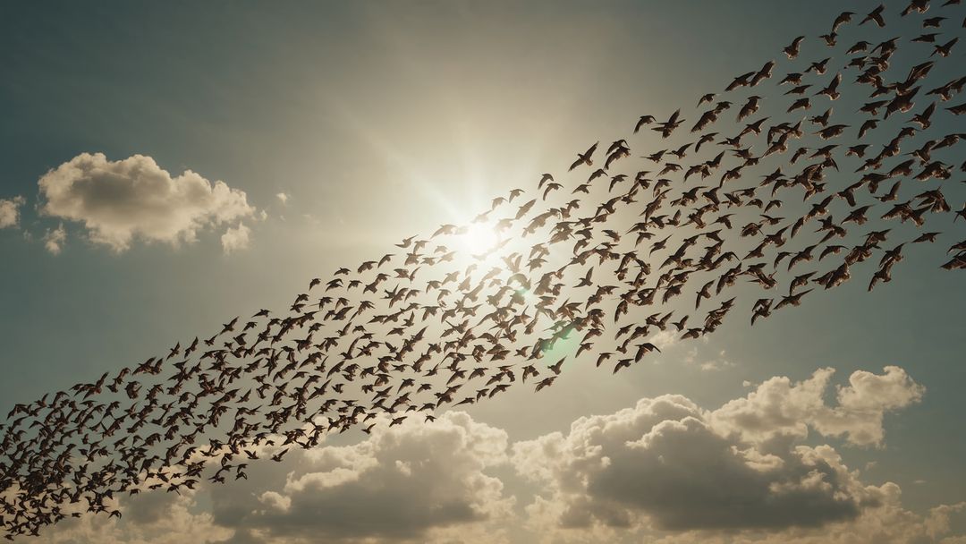 Vast Flock of Birds Silhouetted by Afternoon Sun