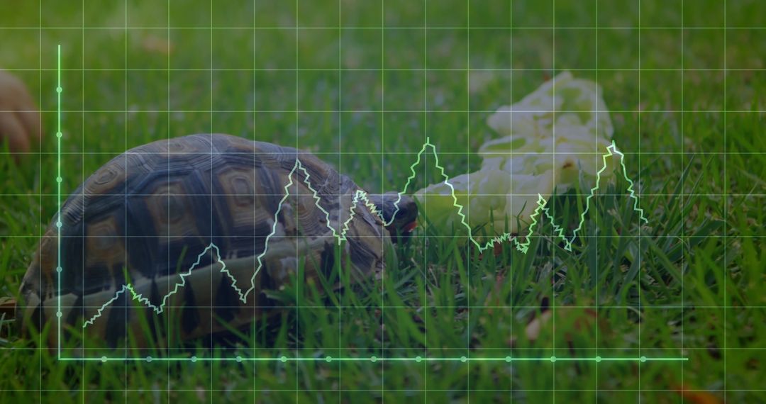 Tortoise with Environmental Graph and Nature Focus