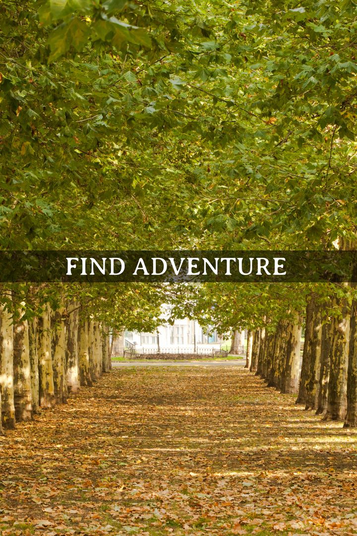 Scenic Tree-Lined Pathway Inviting Exploration Adventure