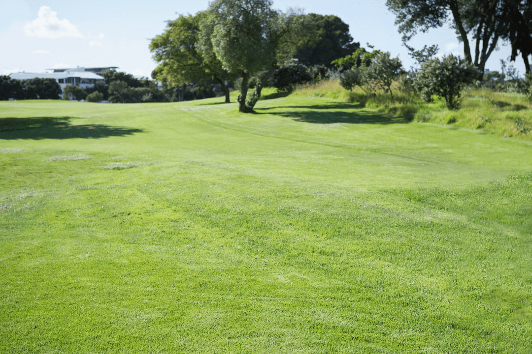 Lush Meadow with Trees on Transparent Background in Nature Setting