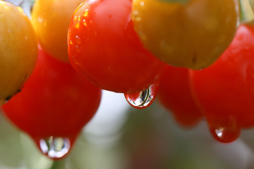Ripening cherry cluster dripping clear water droplets macro close-up fresh garden produce
