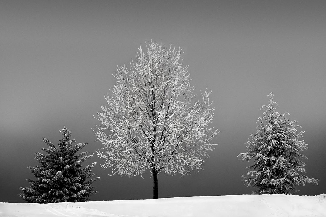Winter Landscape with Snow-Covered Trees on a Gray Background - Free Images, Stock Photos and Pictures on Pikwizard.com