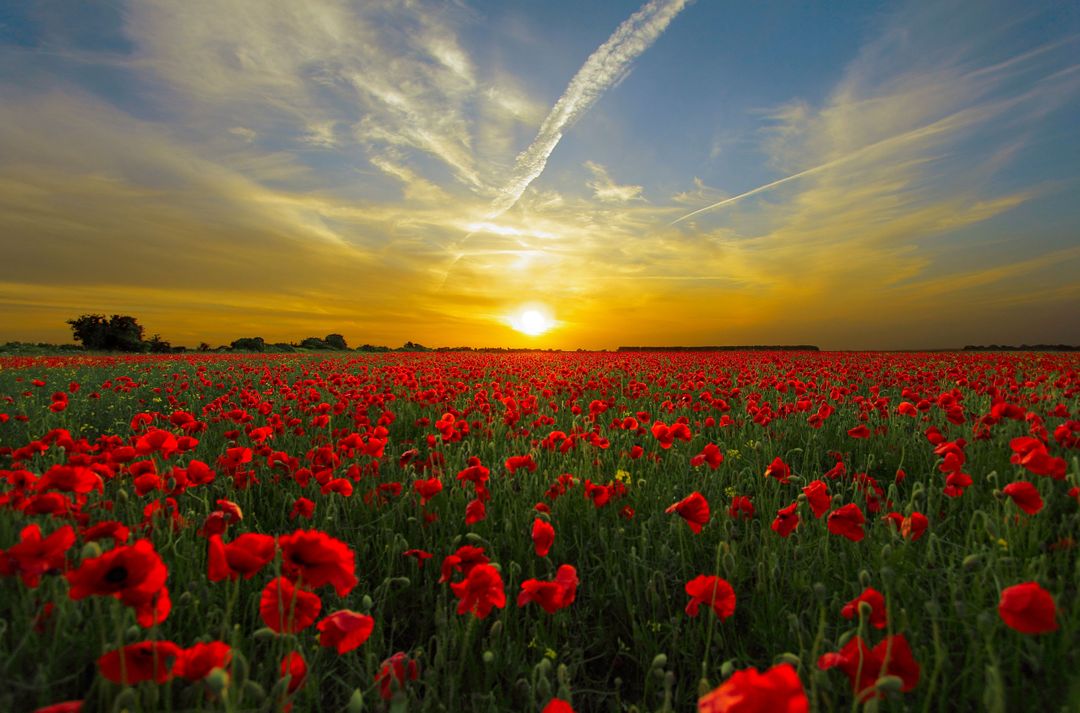 Red poppy field with vibrant sunset sky - Free Images, Stock Photos and Pictures on Pikwizard.com